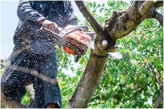 tree services Ephraim